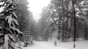 Sarıkamış'ta Yoğun Sis