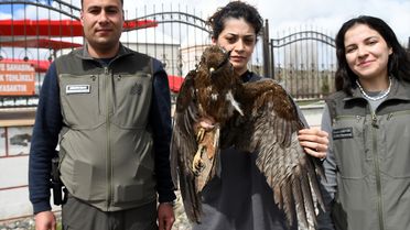 Yaralı Kızıl Şahin Tedavi Edilecek