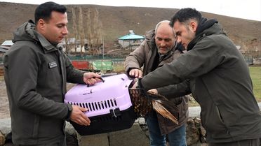 Yaralı Kızıl Şahin Tedavi Ediliyor