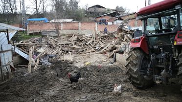 Kastamonu'da Ahır Çöktü, 4 Hayvan Telef Oldu