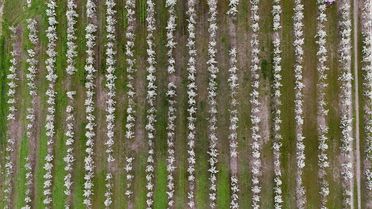 Pehlivanköy'de Baharın Gelişi