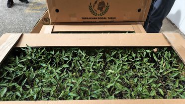 Kırklareli'nde Domates Fidesi Desteği