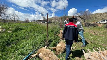 Kırşehir'de 4 Küçükbaş Hayvan Telef Oldu