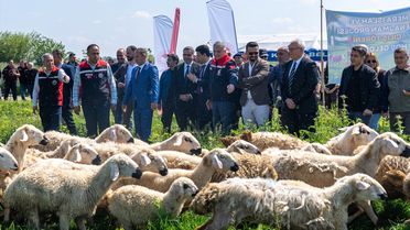 Kozan'da 245 Dekarlık Mera Hizmete Girdi