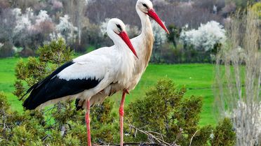 Beyşehir Leylekler Vadisi'nde Kuluçka Heyecanı