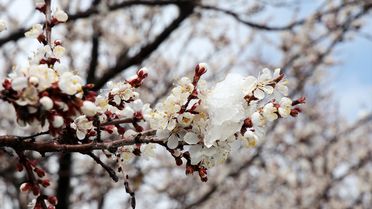 Malatya'da İlkbahar Karı