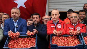 Erken Kiraz Hasadı Başladı