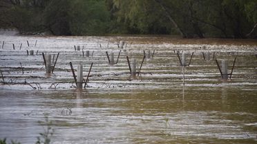 Manisa'da Bağlar Su Bastı