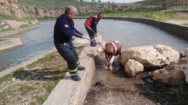 Nusaybin'de İnek Su Kanalından Kurtarıldı