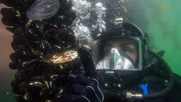 Marmara'da Bebek Pinalar Umut Vadediyor