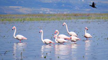 Marmara Gölü Yeniden Canlandı