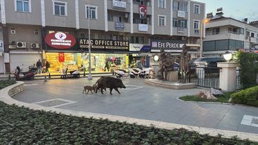 Marmaris'te Yaban Domuzları Yerleşim Alanında