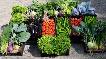 Mersin'de öğrenciler diktikleri sebzelerin hasadını yaptı