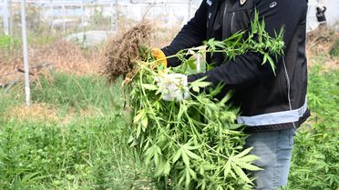 Tarsus'ta Serada Uyuşturucu Üretimi: 3 Tutuklama