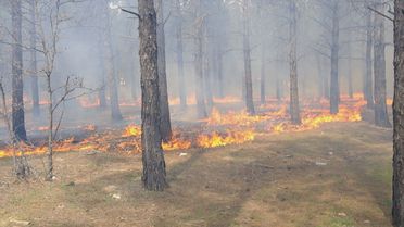Mersin'de Orman Yangını Tatbikatı