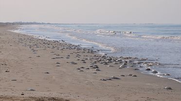 Silifke Kıyılarında Ölü Denizanaları Yoğunluğu