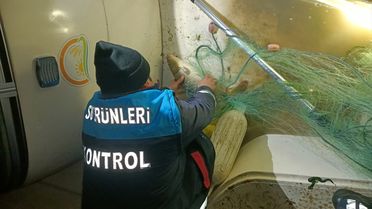 Kaçak Av: 60 Kilo Sazan Kurtarıldı