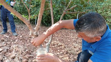 Fethiye'de Sakız Ağacı Projesi