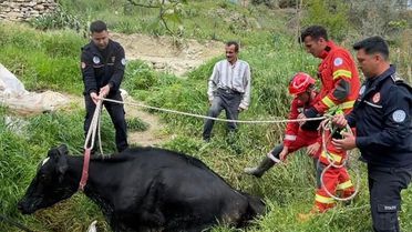 Muğla'da Mahsur Kalan İnek Kurtarıldı