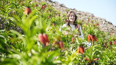 Muş'ta 'Ağlayan Gelin' Ters Laleler Açtı