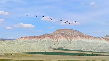 Nallıhan Kuş Cenneti Ziyaretçilerini Ağırlıyor
