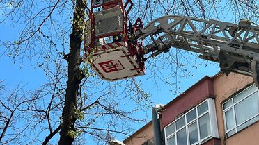 Ağaçta Mahsur Kalan Kedi Kurtarıldı
