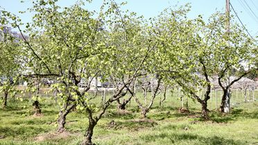 Fındık Üreticileri Yeni Sezona Hazırlanıyor