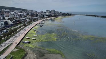 Atakum'da Deniz Yosunları Sorunu