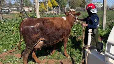 Akçakale'de İnekler Tahliye Kanalından Kurtarıldı