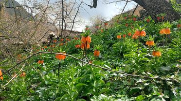 Ters Laleler Baharda Çiçek Açtı