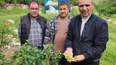 Silifke'de Tarım Alanları İçin Hasar Tespiti Başlatıldı