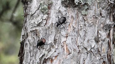 Sinop'ta Çam Kese Zararlısına Avcı Böcek Salınıyor