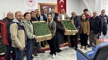 Sinop'ta üreticilere 135 bin sebze fidesi dağıtıldı