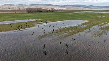 Sivas'ta Kuş Cenneti Oluştu