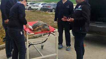Tekirdağ'da Ölü Caretta Caretta Bulundu