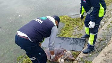Tekirdağ'da Ölü Caretta Caretta Bulundu