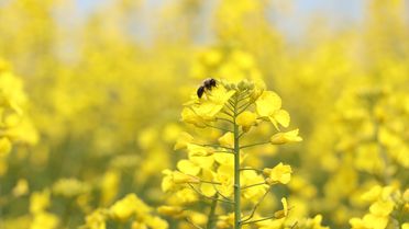 Tekirdağ'da Kanola Baharı