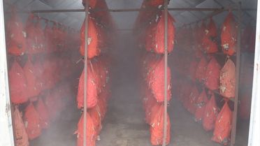 Yalova'da Kadın Girişimci Mantar Üretiyor