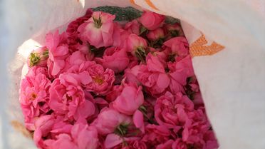 Tunus'ta Şam Gülü Üretimi Zorluklarla Sürüyor