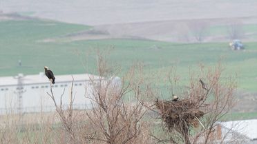 Şah Kartal Çorum'da Görüntülendi
