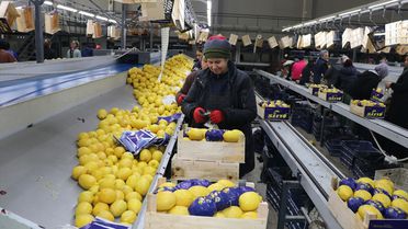 Yaş Meyve Sebze İhracatı Artıyor