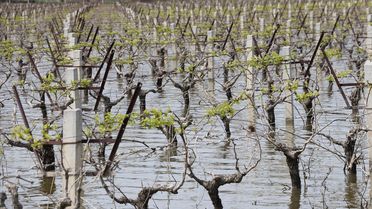 TZOB Başkanı Bayraktar Menemen'de İnceleme Yaptı