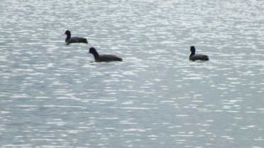 Ulaş Gölü suya kavuştu