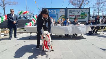 Van'da Kuzu Güzellik Yarışması Yapıldı