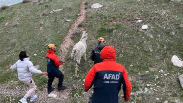 Mahsur Eşek Kurtarıldı