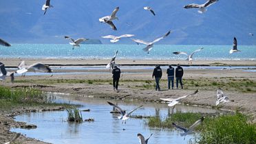 İnci Kefalleri İçin Koruma Önlemleri