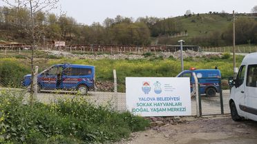 Yalova'da Sokak Hayvanları Üzerine Soruşturma