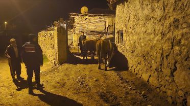 Kaybolan Hayvanlar Jandarma Tarafından Bulundu