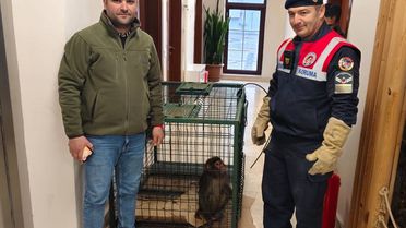 Yozgat'ta Bulunan Maymun Koruma Altına Alındı