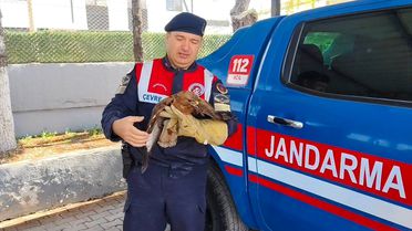 Yaralı Kızıl Şahin Tedavi Edildi